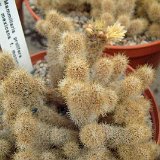 Mammillaria prolifera v. mexicana monstruosa JLcoll.2907.jpg